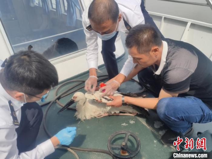 乌苏里江上一东方白鹳被困渔网鸡西虎林海事处成功救助