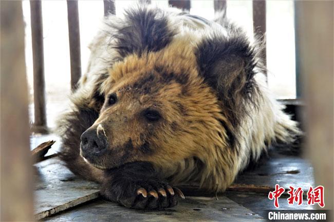 甘肃阿克塞首次成功解救受伤棕熊属国家二级保护动物