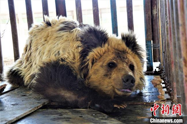 该棕熊属于国家二级保护动物，年龄大约为3岁左右，因受伤受困，觅食困难，体形瘦弱，除口足有明显外伤外，未发现其他疫病症状。　别尔哈里 摄