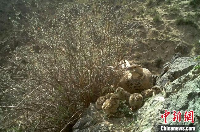 甘肃肃北拍摄到暗腹雪鸡产卵过程出壳小雪鸡呆萌可爱