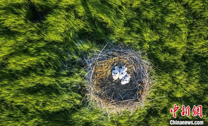 鹳宝宝在人工搭建的巢内出生。黑龙江挠力河国家级自然保护区提供