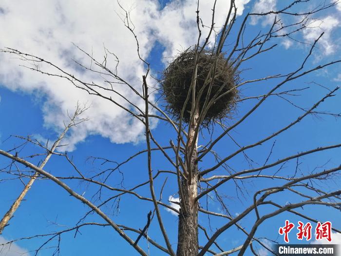 “中国最北湿地”首次发现东方白鹳巢穴和5只幼鸟