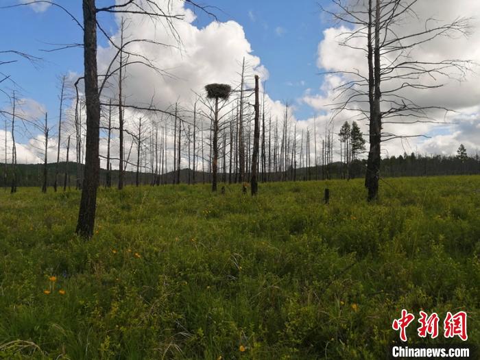 黑龙江南瓮河湿地内首次拍摄到东方白鹳巢穴。　刘曙光 摄