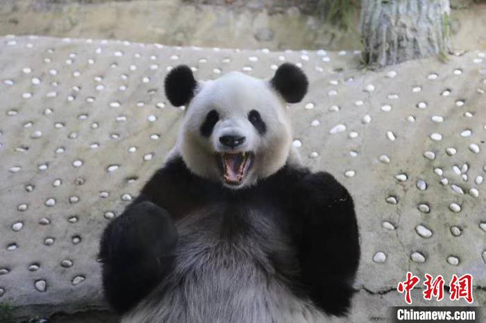 大熊猫“卖萌”。亚布力熊猫馆供图