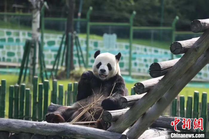 大熊猫在栖息架上。亚布力熊猫馆供图