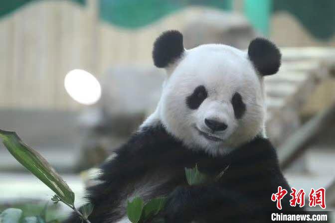 大熊猫吃竹叶。亚布力熊猫馆供图