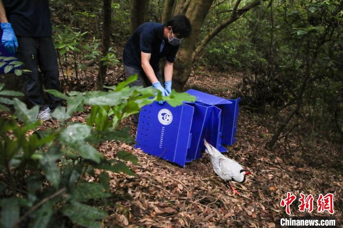 深圳市野生动物保护机构首次异地放归白鹇。　罗林 摄