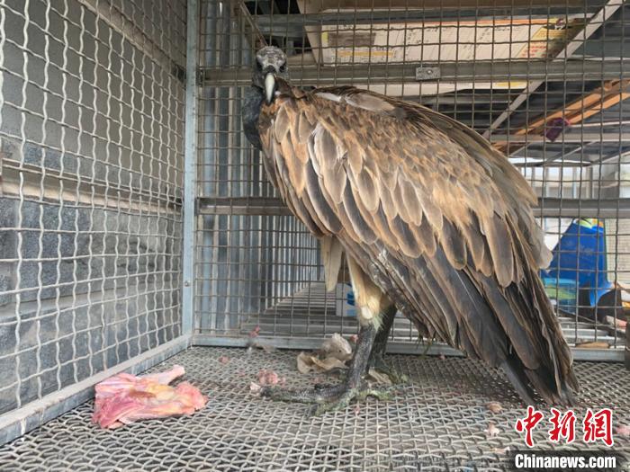 云南首次发现极度濒危物种细嘴兀鹫