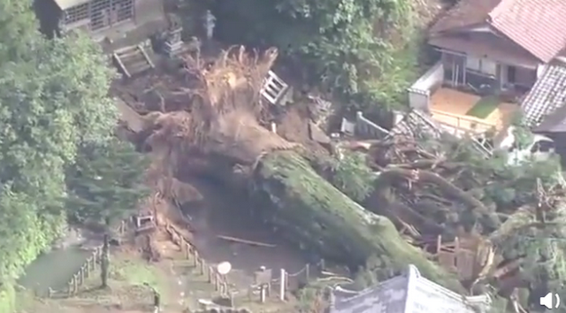日本千年神树因大雨连根倒地 被当地人视为神树用来祈福