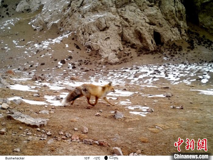 图为狐狸在柴达木盆地腹地茫崖市活动。　卫建民 摄