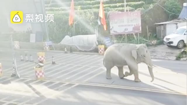 实拍野生亚洲象过边检站，一脚踢飞锥桶，路过司机吓得赶紧躲