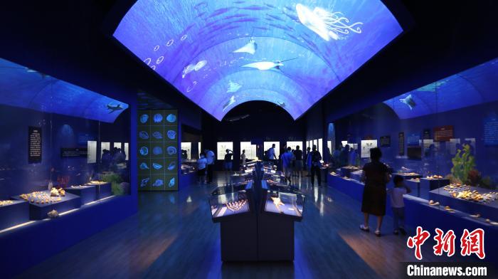 7月16日，“三千玲珑——中国海洋贝类展”在山东博物馆开展，3000余件珍贵的贝类标本及贝文化相关文物在济南集中展出。　李欣 摄