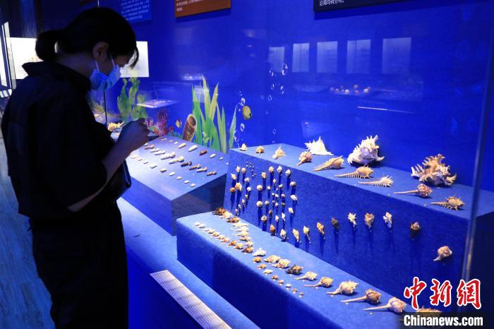 山东博物馆展出3000余件海洋贝类标本探究神秘海洋世界