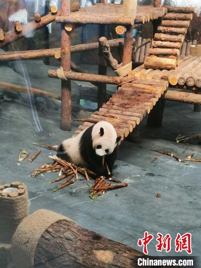 天津滨海文旅局联合亿利生态精灵乐园发起“熊猫大使招募”活动