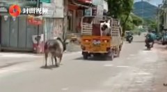 印度一母牛被卖公牛追车一公里阻止 最终上演喜剧大结局