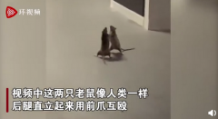 新加坡两只老鼠站立互殴一旁猫咪被吓傻 全程呆若木鸡