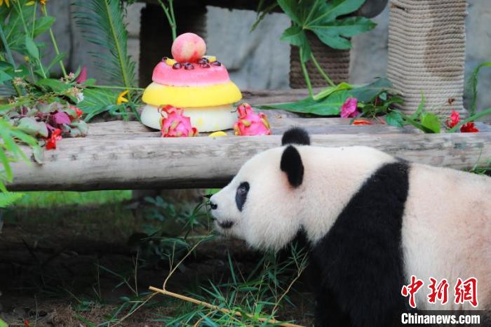 大熊猫“七七”上海过两周岁生日美萌活泼健康成长