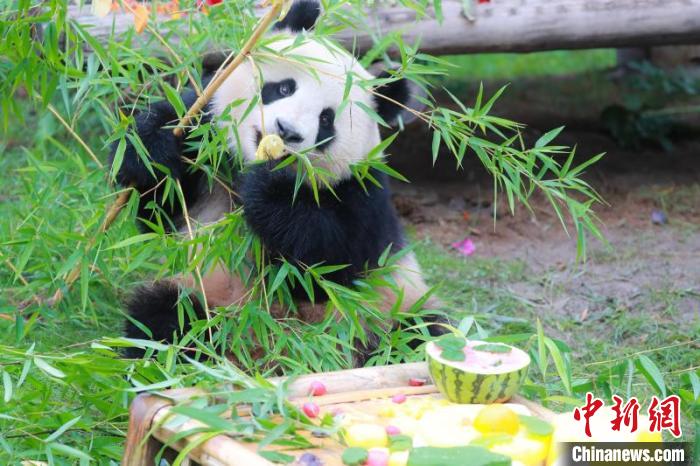 目前“七七”生长发育良好，健康活泼。上海野生动物园供图