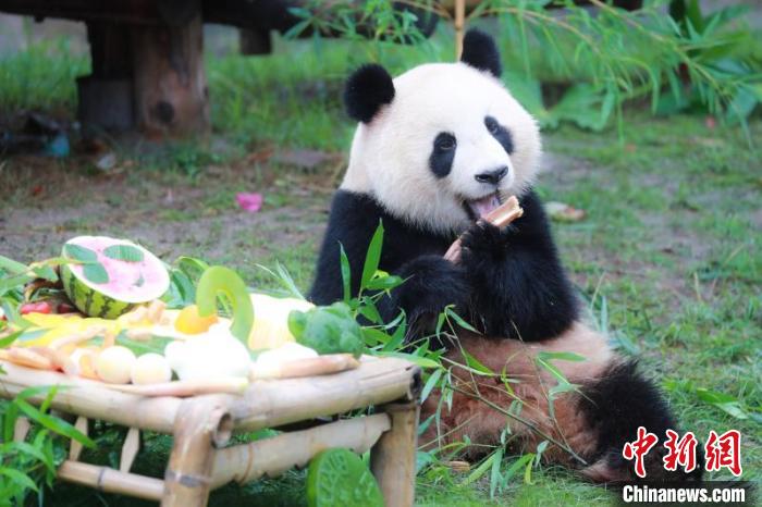 “七七”享用生日美食。上海野生动物园供图