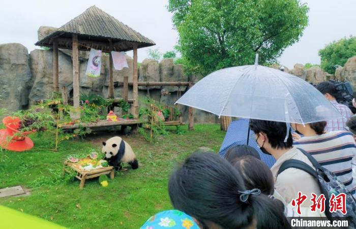 现场众多游客围观雨中送去祝福。上海野生动物园供图