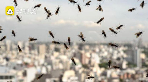 英国上空现巨型飞蚁群，太空都能看到，专家称是繁殖行为不必恐慌