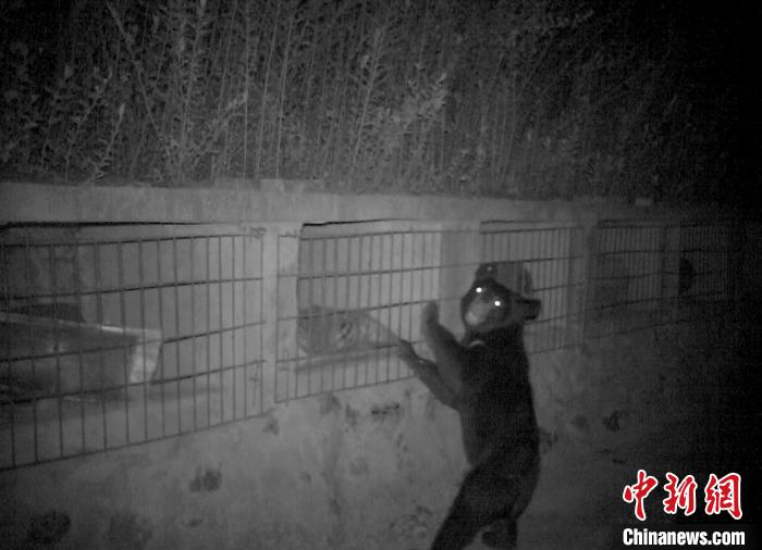 亚洲黑熊仔进村偷吃蜂蜜被红外相机“拍个正着”