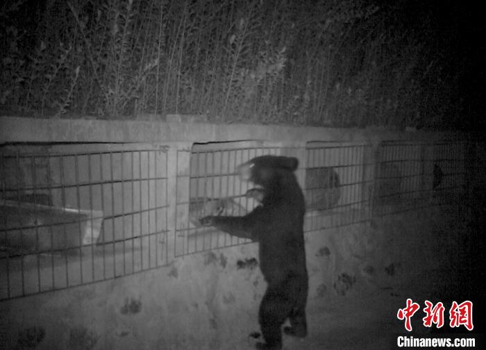 红外相机拍摄到的影像。大熊猫国家公园管理局供图