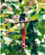 句容惊现稀有白红寿带鸟 因长尾巴形似绶带而得名