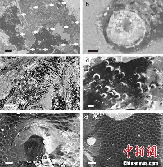 中国新发现一枚古生代蝎子化石