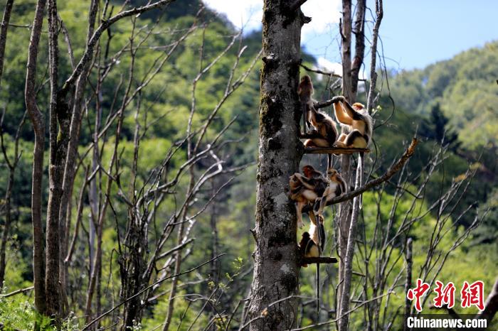 一个金丝猴家庭在树上休憩。　郭裕铭 摄