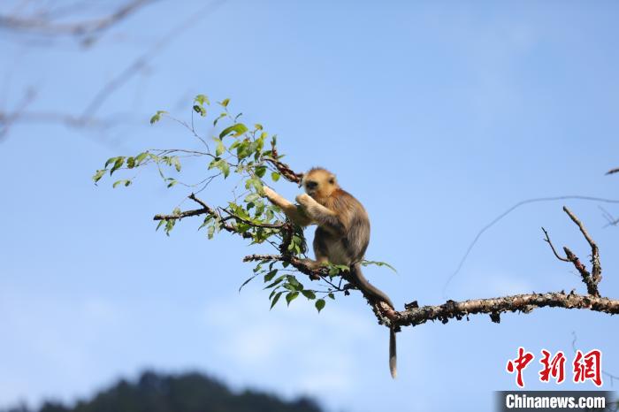 金丝猴在树上啃食树叶。　郭裕铭 摄