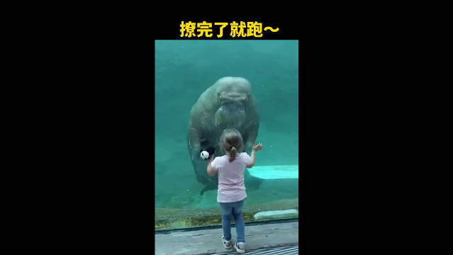 比利时一水族馆内，一头海象缓缓游过来，隔着玻璃亲吻了小女孩！
