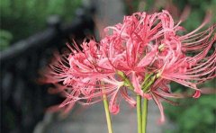 首届石蒜花展在南京中山植物园举办 展览将持续至8月10日