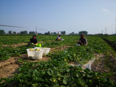 江苏滨海县四汛村采摘示范园开始采摘第一批果实 亩产只能达到1000-1500斤